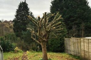 Green Leaf Tree & Property Services - Tree Pruning