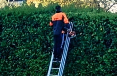 Greenleaf Tree & Property Services Hedge Services