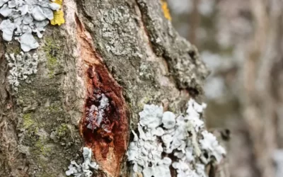 How To Identify A Diseased Tree – 8 Tips