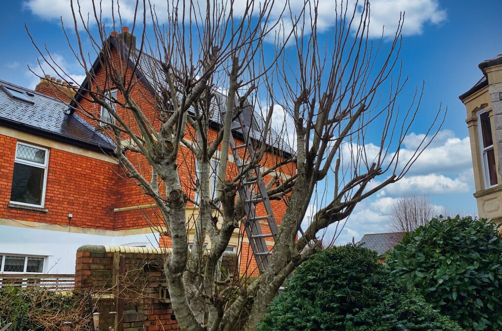 Professionally done tree pruning by Greenleaf