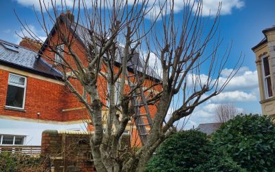 DIY Tree Pruning – Learn the Benefits of Hiring Professionals