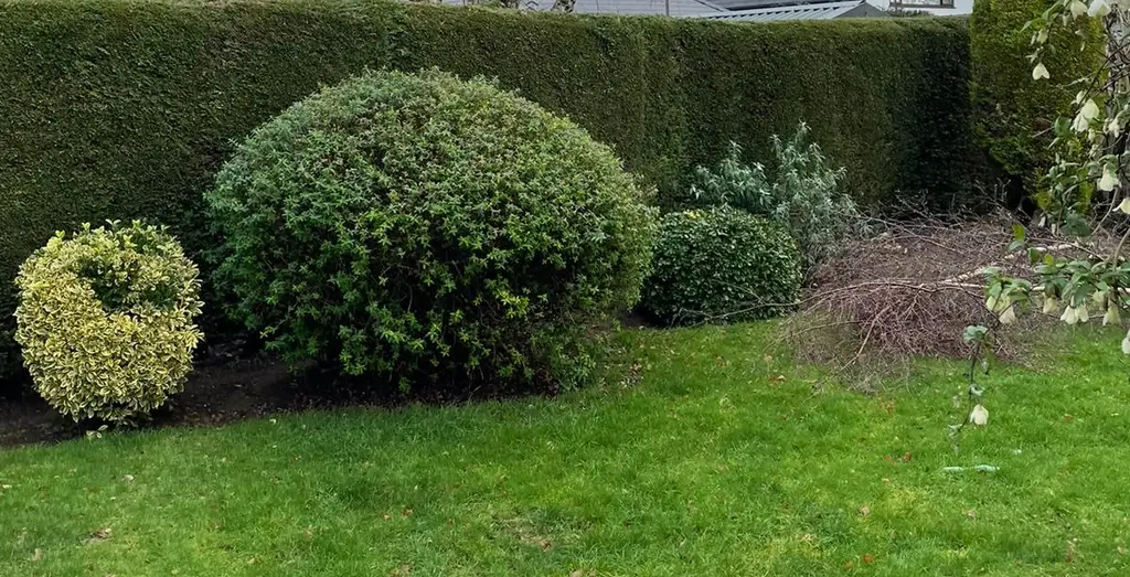 Hedge management tips made these hedges stand out