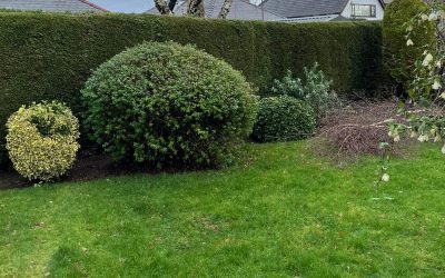 When To Cut And Not Cut Your Hedges At Home