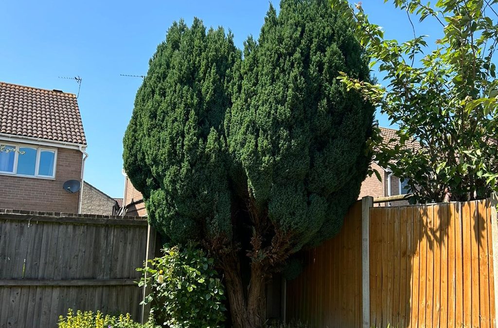 choosing a small tree for a Cardiff garden