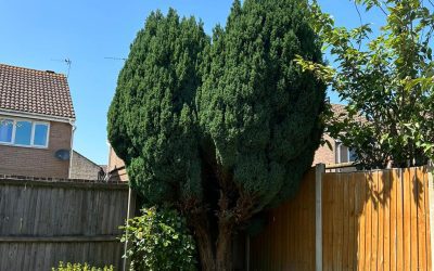 How To Select The Right Tree For A Small Garden