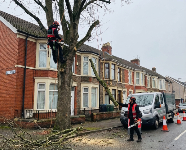 Tree services in Butetown Cardiff CF10 by Greenleaf