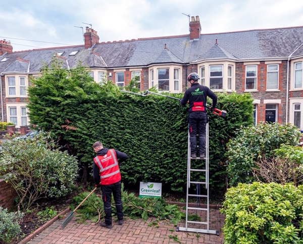 Tree services in Riverside Cardiff CF11 by Greenleaf